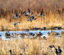 Waterfowl gather on newly expanded habitat at the Christiania Waterfowl Production Area which grew by 170 acres after additional land was protected through the Outdoor Heritage Fund. Photo by Scott Rallston