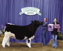 Taylor Ford - Beef - Prospect Calf, Cow Calf Pair, Steer, Overall Market Beef, Senior Showman