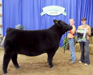 Tate Holm – Beef – Market Heifer