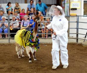 Kaitlin Gleis – Llama/Alpaca – Senior Obstacle Course/Public Relations, Child and Family Development
