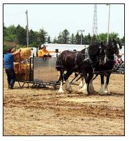 Murray County Classic  Draft Horse Show Slayton, Minnesota