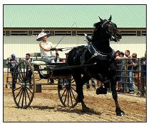 Murray County Classic  Draft Horse Show Slayton, Minnesota