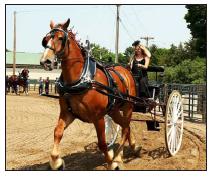 Murray County Classic  Draft Horse Show Slayton, Minnesota