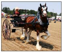 Murray County Classic  Draft Horse Show Slayton, Minnesota