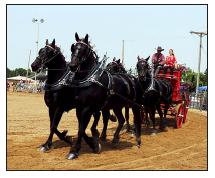 Murray County Classic  Draft Horse Show Slayton, Minnesota