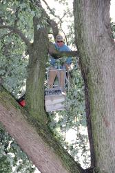Scott Peschges with Peschges Tree Service