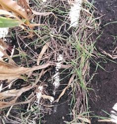 Pictured here is newly seeded cover crops. Trent fences off the crop land and uses cover crops to keep the animals on the crop land which helps with pest management, reduces feed cost and energy, makes better manure distribution, healthy livestock, and healthy soil.
