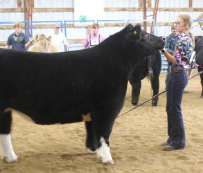 Madilyn Kramer – Beef – Steer, Overall Market Beef