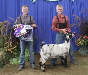 Tate Holm - Goat - Meat Breeding Doe, Goat Wether Dam