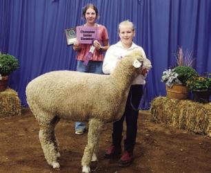 Isabelle Nyquist - Sheep - Junior Showman