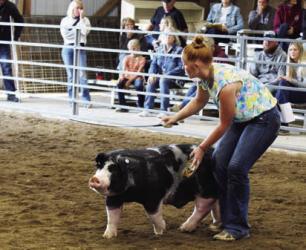 Taylor Larson - Swine - Breeding Gilt