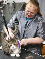 Sarah Willhite brushes a cat that boards at Sarah Paws Resort LLC during the winter months.