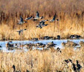 Waterfowl gather on newly expanded habitat at the Christiania Waterfowl Production Area which grew by 170 acres after additional land was protected through the Outdoor Heritage Fund. Photo by Scott Rallston