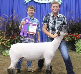 Maddan Wahl – Sheep - Lottery Lamb