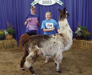 Paige Wittrock - Llama/Alpaca - Jr. Obstacle Course/Public Relations