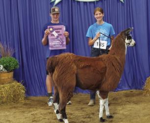 Ashley Overgaauw - Llama/Alpaca - Sr. Showmanship, Senior - Costume